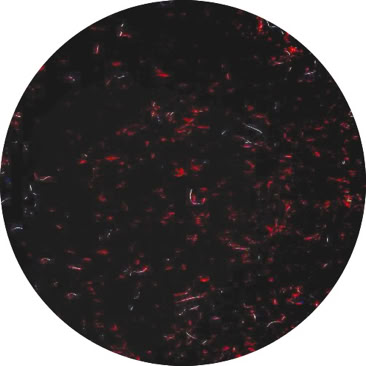 Teppichwolle Schnittpack 112